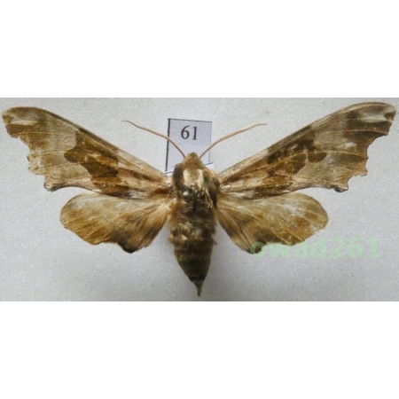 Mimas tiliae (Linnaeus, 1758) Nastrosz lipowiec Czech61